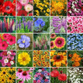 Wildflower Mix 1000 Seeds Pacific Northwest 25 Species Non-GMO Native Flowers