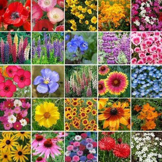 Wildflower Mix 1000 Seeds Pacific Northwest 25 Species Non-GMO Native Flowers