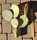 Large Pad Segment Cutting of Opuntia Santa-Rita Prickly Pear Cactus - Live Plant for Gardens and Indoor Decor