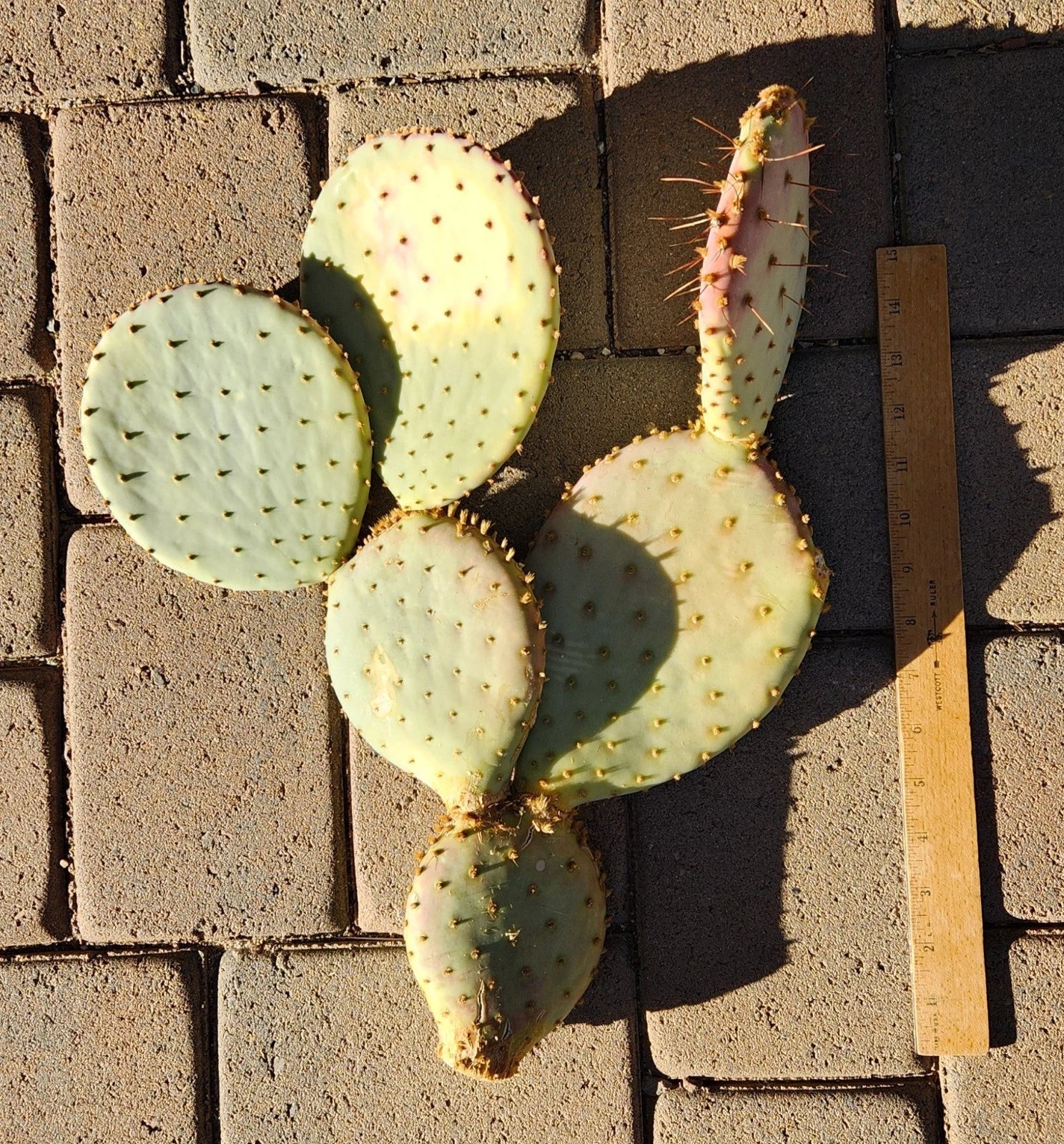 Large Pad Segment Cutting of Opuntia Santa-Rita Prickly Pear Cactus - Live Plant for Gardens and Indoor Decor