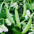 Sugar Ann Snap Pea Seeds - Heirloom, Early & Compact, NON-GMO, Free Shipping