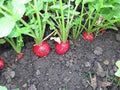 Organic Heirloom Radish Seeds - Champion Variety, 50+ Seeds for Perfect Salad, Non-GMO, Easy to Grow