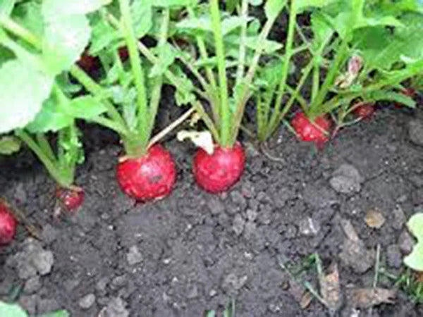 Organic Heirloom Radish Seeds - Champion Variety, 50+ Seeds for Perfect Salad, Non-GMO, Easy to Grow
