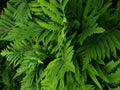 Live Fern Plant Roots - 3 Count - Sensitive Fern (Onoclea sensibilis) - Hardy Perennial, Coarse Texture, Medium to Large Size
