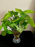 Syngonium Podophyllum 'White Butterfly' Arrowhead Plant Starter Set - 4 Rooted Plants