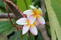 Plumeria Seeds - 5 Pack - White Pink Yellow Flowers - Perennial Plants (Plumeria spp.)
