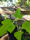 Papaya Live Plant 6-9 Inches - Carica papaya - Tropical Fruit Tree - Indoor/Outdoor Gardening