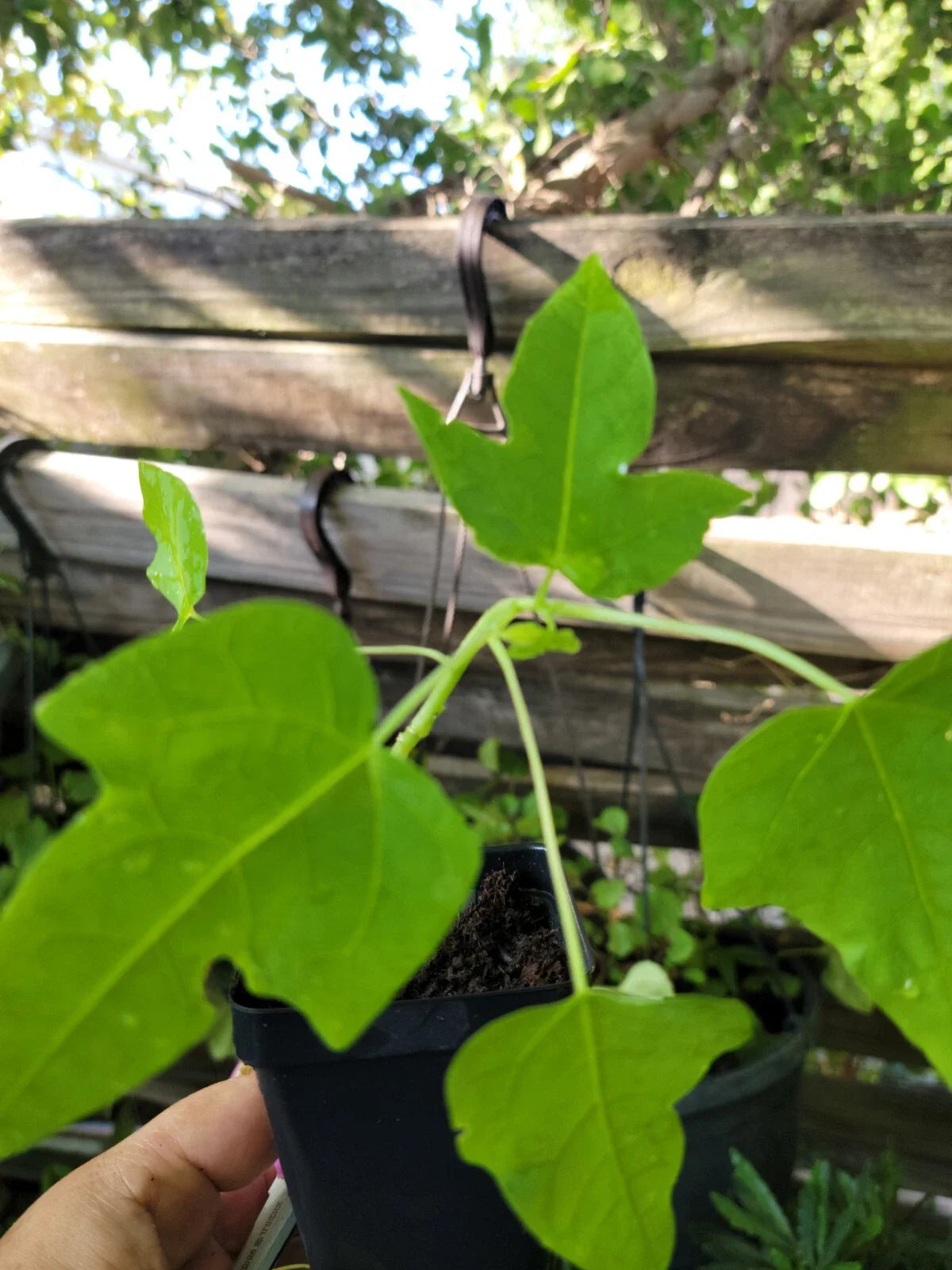 Papaya Live Plant 6-9 Inches - Carica papaya - Tropical Fruit Tree - Indoor/Outdoor Gardening