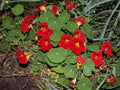 Empress of India Black Velvet Seeds - Heirloom Tropaeolum nanum - 5 Pack - Free Shipping