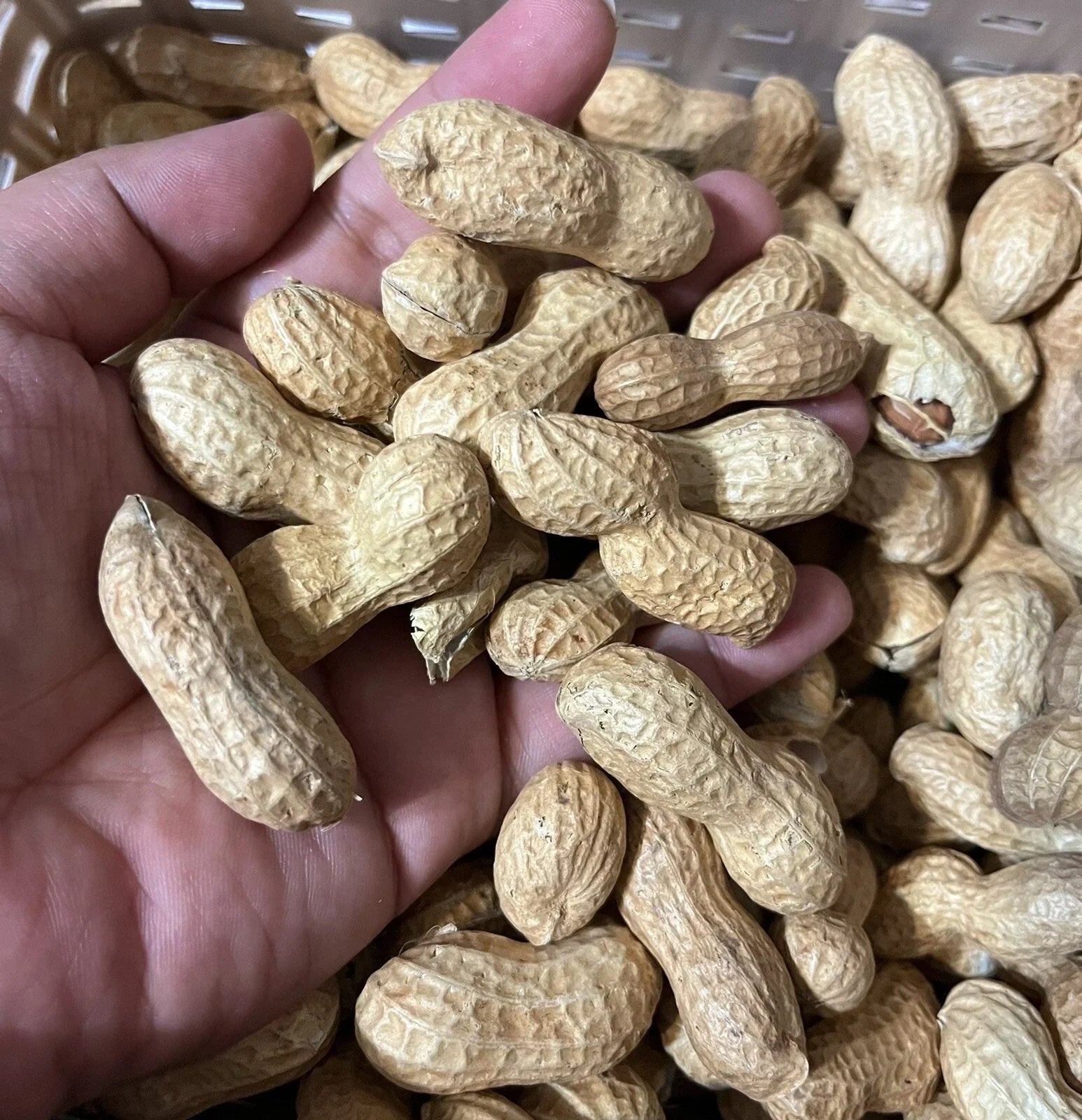 Virginia Jumbo Peanut Seeds - 35+ Heirloom Seeds - Open Pollinated - Arachis hypogaea