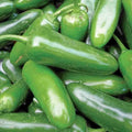 Jalapeno Pepper Seeds 50+ Non-GMO Hot Spicy Vegetable Capsicum annuum - USA Free Shipping