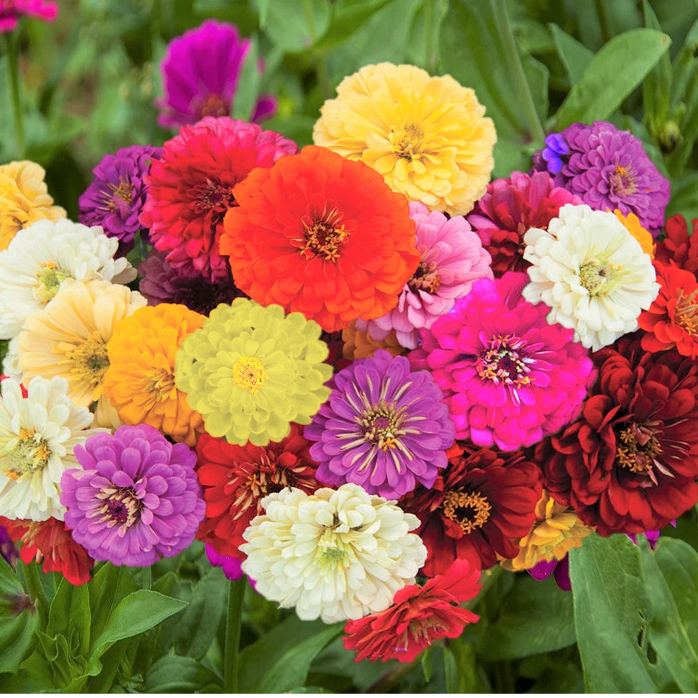 Zinnia Seeds | Dahlia Flowered Mix | Giant Rainbow Bennarys | Big Flower Seed 2025