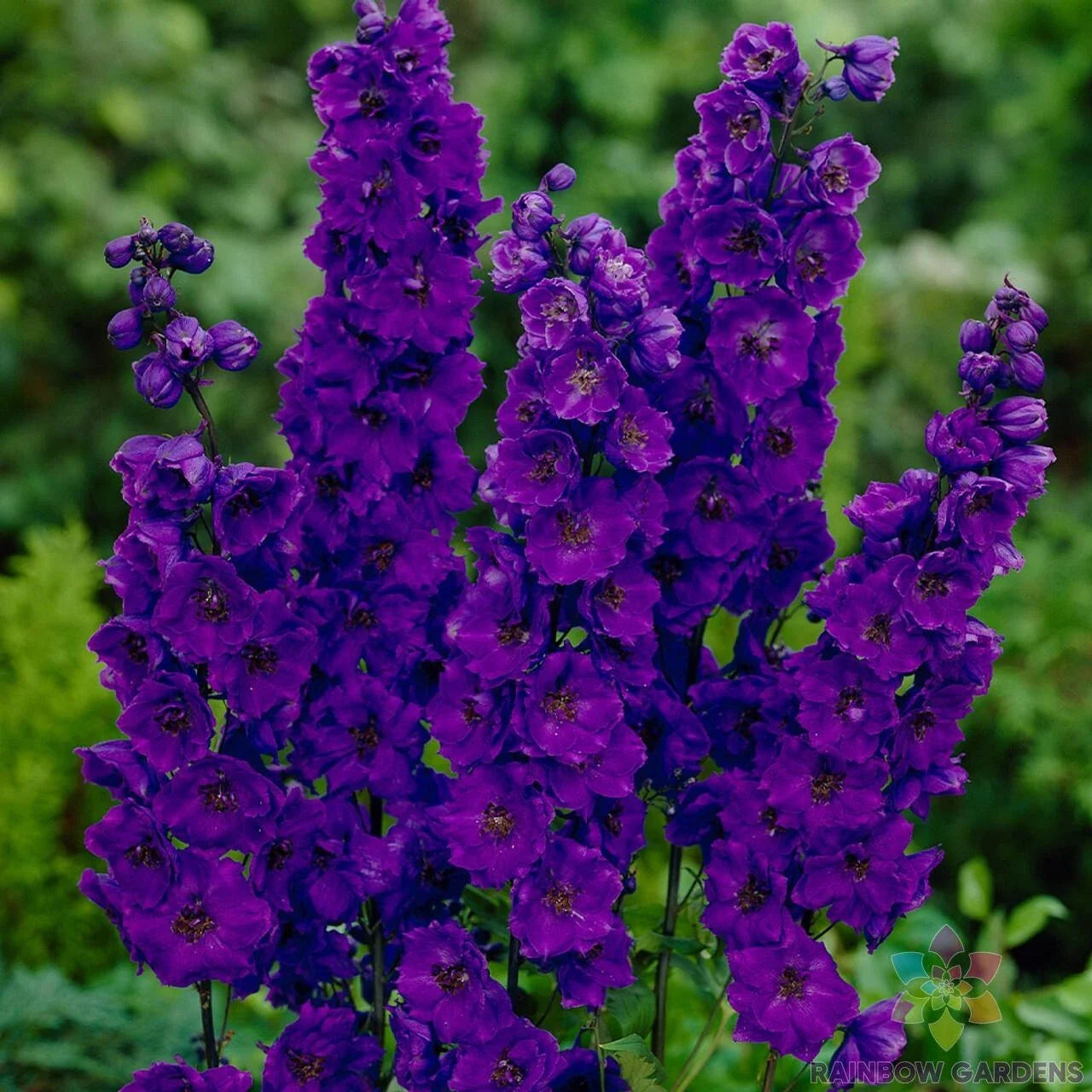 Pacific Giant Black Night Delphinium Seeds - 200+ Premium Seeds for Garden - Delphinium elatum