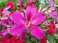 Orchid Tree Seeds - 10 Count - Butterfly Tree - Bauhinia purpurea