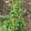 Green Malabar Spinach Seeds - Non-GMO Basella Rubra - Heirloom Variety with Tracking Included