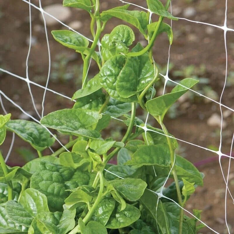 Green Malabar Spinach Seeds - Non-GMO Basella Rubra - Heirloom Variety with Tracking Included