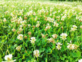Dutch White Clover Seeds - NON-GMO Heirloom Cover Crop - Eco-Friendly Lawn Alternative - Trifolium repens