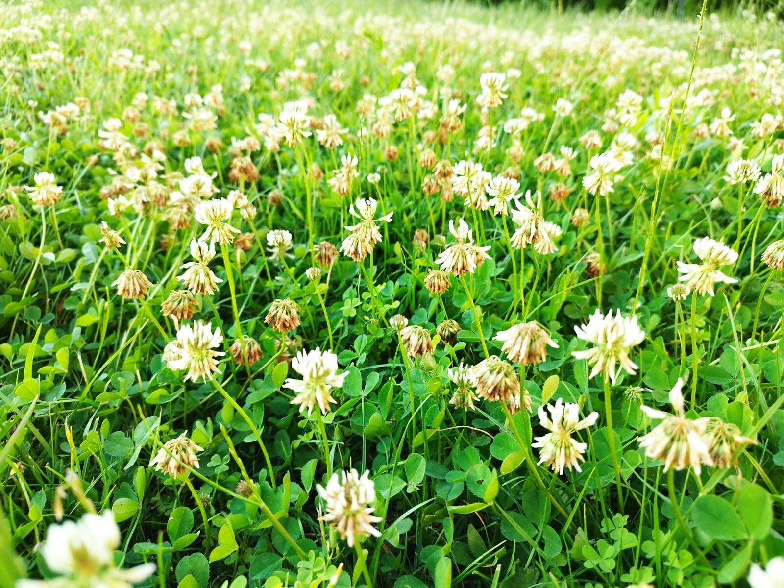 Dutch White Clover Seeds - NON-GMO Heirloom Cover Crop - Eco-Friendly Lawn Alternative - Trifolium repens