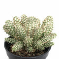Euphorbia Mammillaris Variegata Cuttings - 2.5" Long Unrooted - Rare Succulent Plant