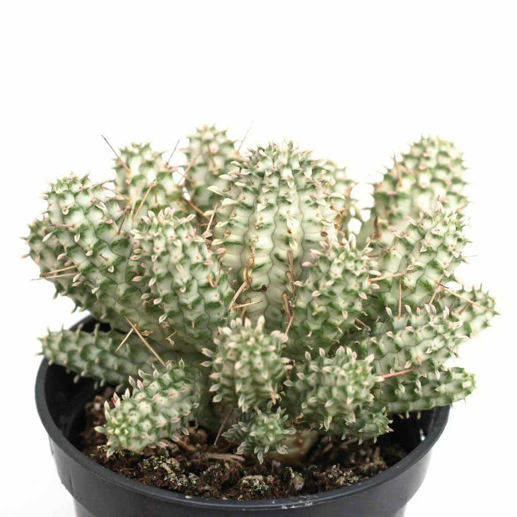 Euphorbia Mammillaris Variegata Cuttings - 2.5" Long Unrooted - Rare Succulent Plant