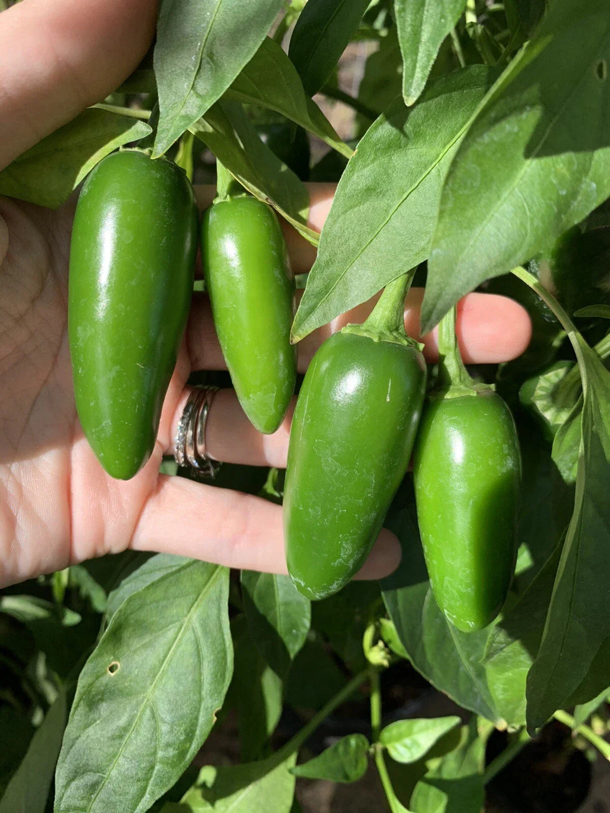 Texas Jalapeno Pepper Seeds - 50 Organic Seeds for Homegrown Vegetable Garden - Capsicum annuum