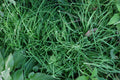 Garlic Chives Roots 6 lbs Allium tuberosum韭菜, ニラ, 부추 - Fresh Culinary Herb for Cooking and Gardening