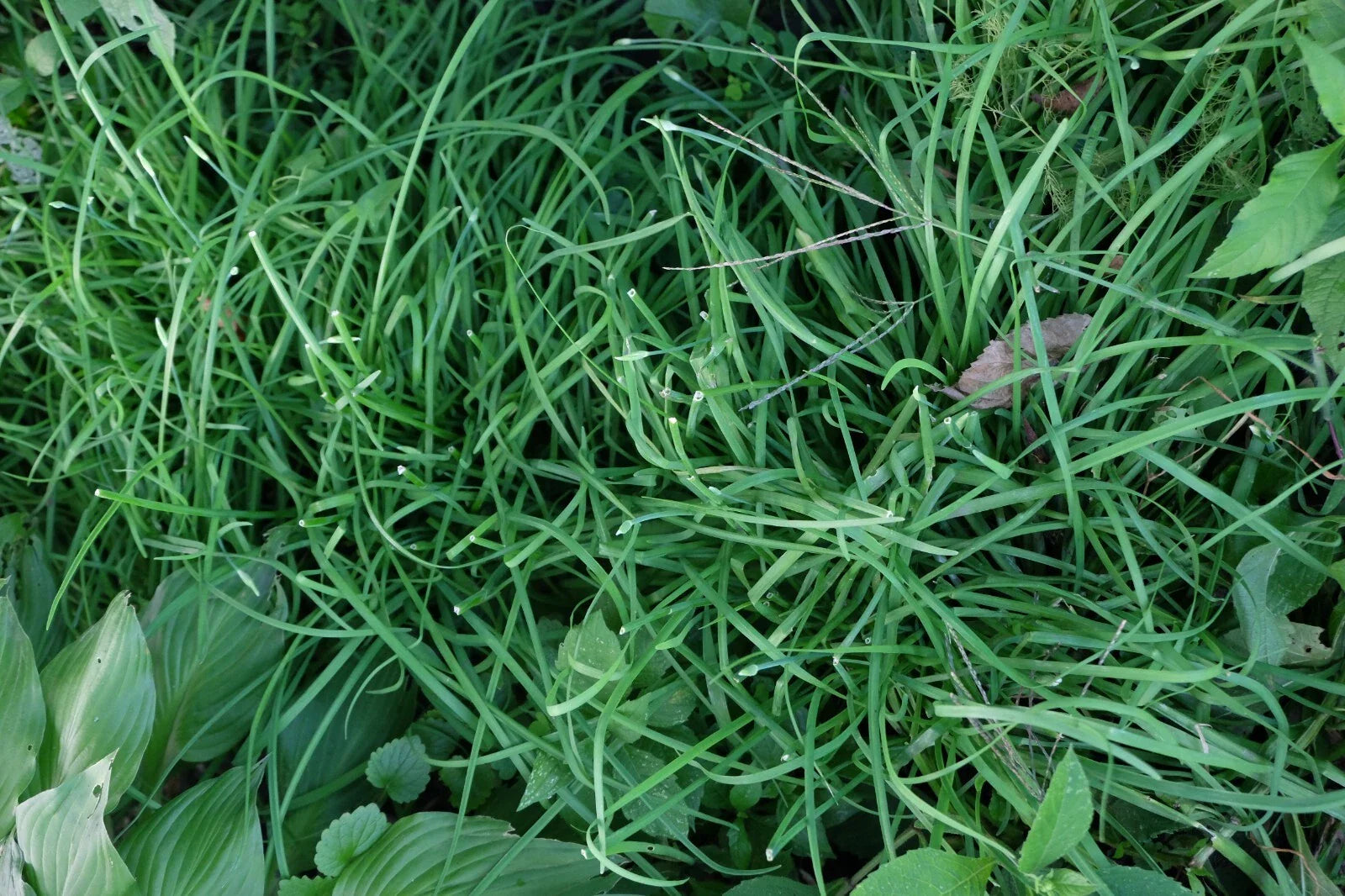 Garlic Chives Roots 6 lbs Allium tuberosum韭菜, ニラ, 부추 - Fresh Culinary Herb for Cooking and Gardening