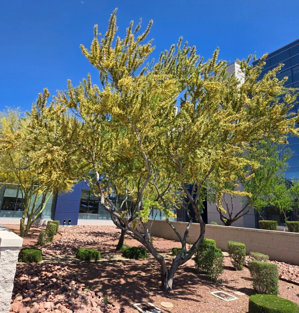 Catclaw Acacia Seeds - 10+ Seeds, Acacia greggii, Drought-Tolerant Tree for Xeriscaping, Senegalia greggii (11C)