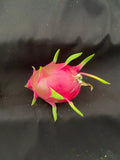 White Dragon Fruit Plant 3" Pot Hylocereus undatus Rooted Live Plant