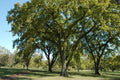 Siberian Elm Tree Seeds - 72 Pack - Bonsai Variety - Ulmus pumila - GroCo USA - Ships Free