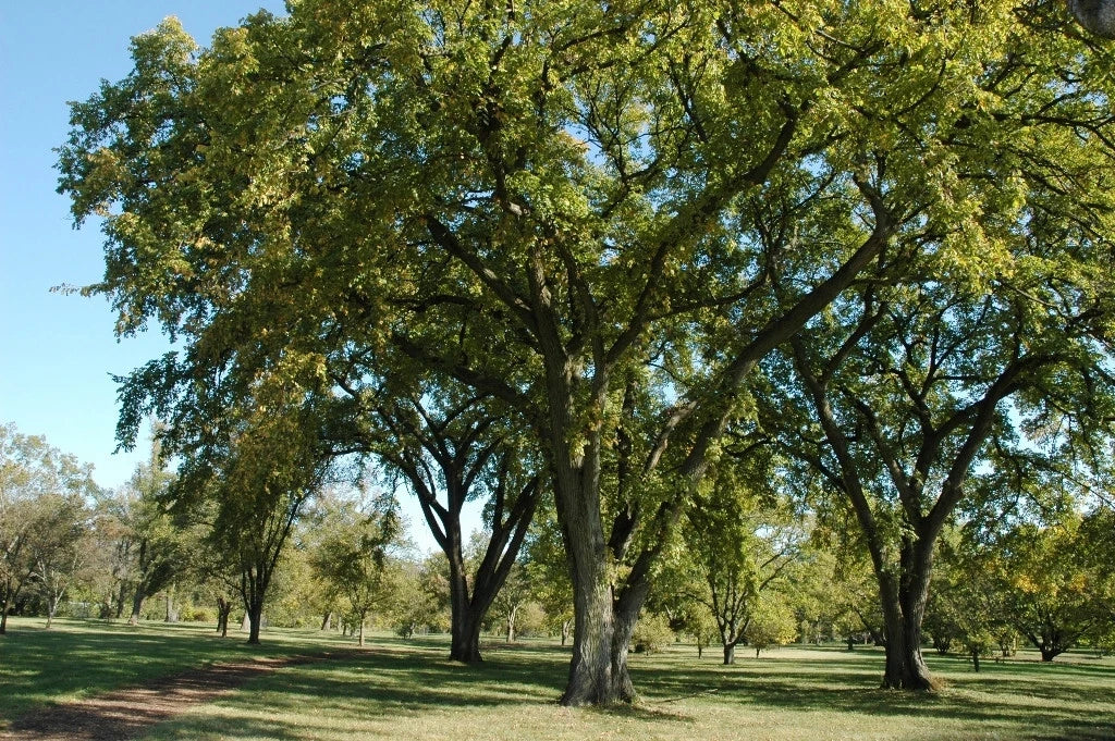 Siberian Elm Tree Seeds - 72 Pack - Bonsai Variety - Ulmus pumila - GroCo USA - Ships Free