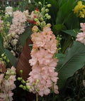 Salmon King Delphinium Seeds - 50 Perennial Flower Seeds - Delphinium elatum - Garden Planting Supplies