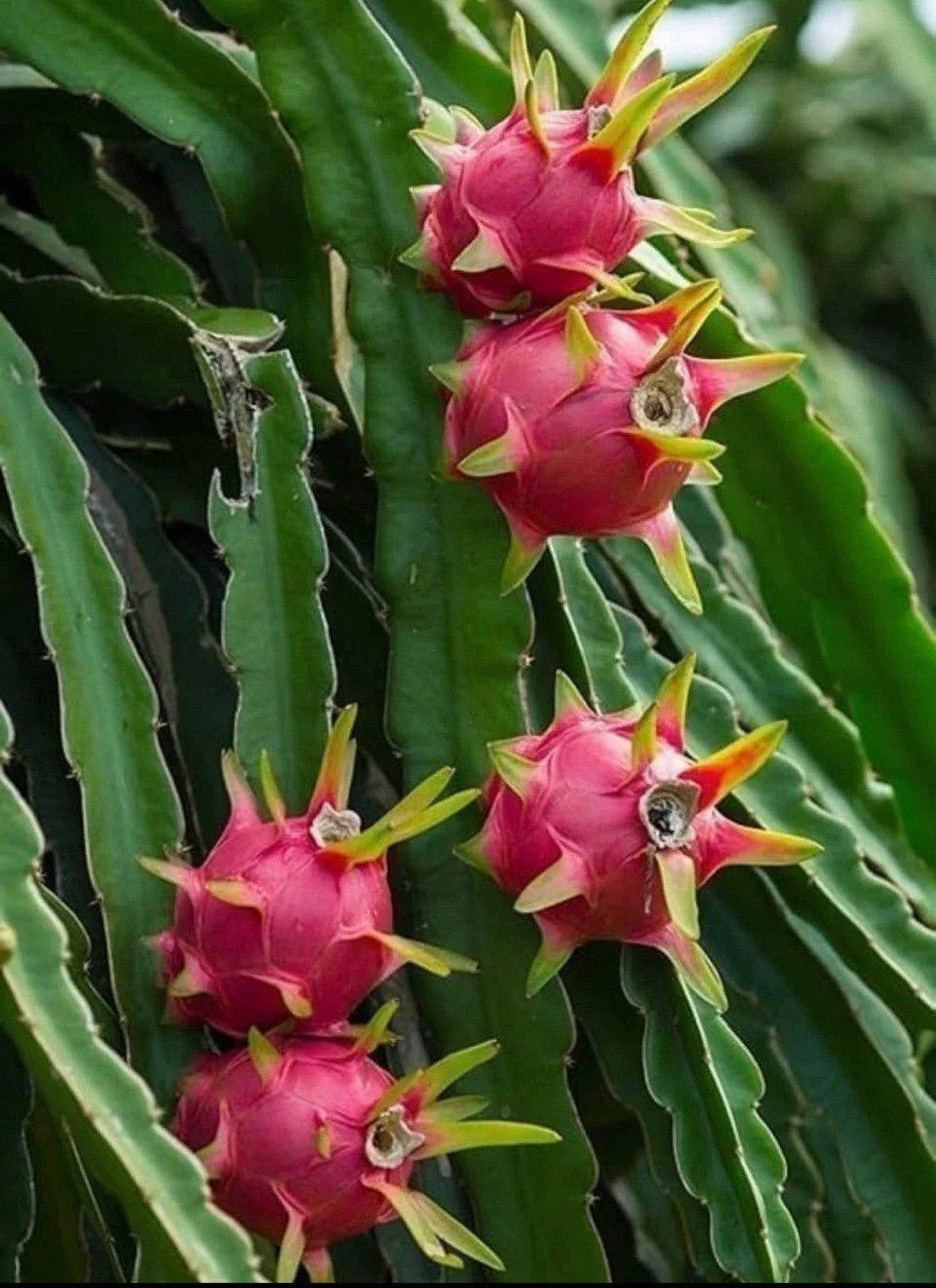 Dragon Fruit Cuttings - Rooted Plant - Hylocereus Undatus - Fresh Edible Cactus Cuttings for Home Garden