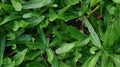 Culantro Seeds 300++ Mexican Coriander Vietnamese Ngo Gai Eryngium foetidum
