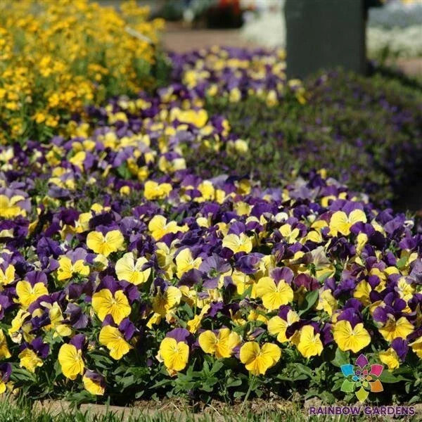 Matrix Morpheus Pansy Seeds - 200+ Count - Viola Variety - Ideal for Garden Planting - USA Sourced
