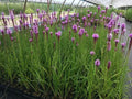 Purple Blazing Star Bare Root Perennial Plants Set of 3 - Liatris spicata Live Garden Flowers Zones 3-8