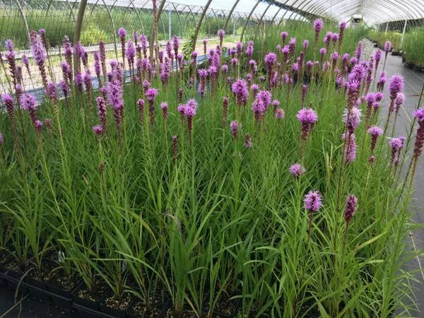 Purple Blazing Star Bare Root Perennial Plants Set of 3 - Liatris spicata Live Garden Flowers Zones 3-8