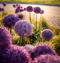 Allium Giganteum Seeds - 100 Count - Large Purple Flowers - Hardy Ornamental Onion
