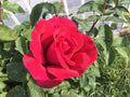 Red Cherry Rose Cuttings 3 Stems for Rooting/Grafting - Rosa spp.