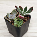 Succulent Live Plant Mix - 2" Pot - Multi Variety Succulents - Ideal for Full Sun - Perfect for Zone 10 Gardening