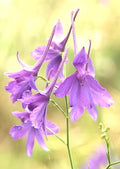 Larkspur Seeds - 860 Seeds - Delphinium Consolida - Flower Seeds by GroCo USA