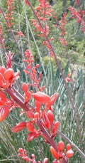 Red Yucca Seeds - 10 Pack - Drought Tolerant Flower - Hesperaloe parviflora - GroCo