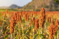 Sweet Sugar Cane Sorghum Seeds - 100 Heirloom, Open-Pollinated, Non-GMO - Ideal for Home Garden or Sustainable Farming