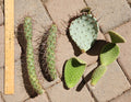 Opuntia Microdasys Cactus Cutting Lot | Cylindropuntia Campii | Succulent Plant Segments for Propagation