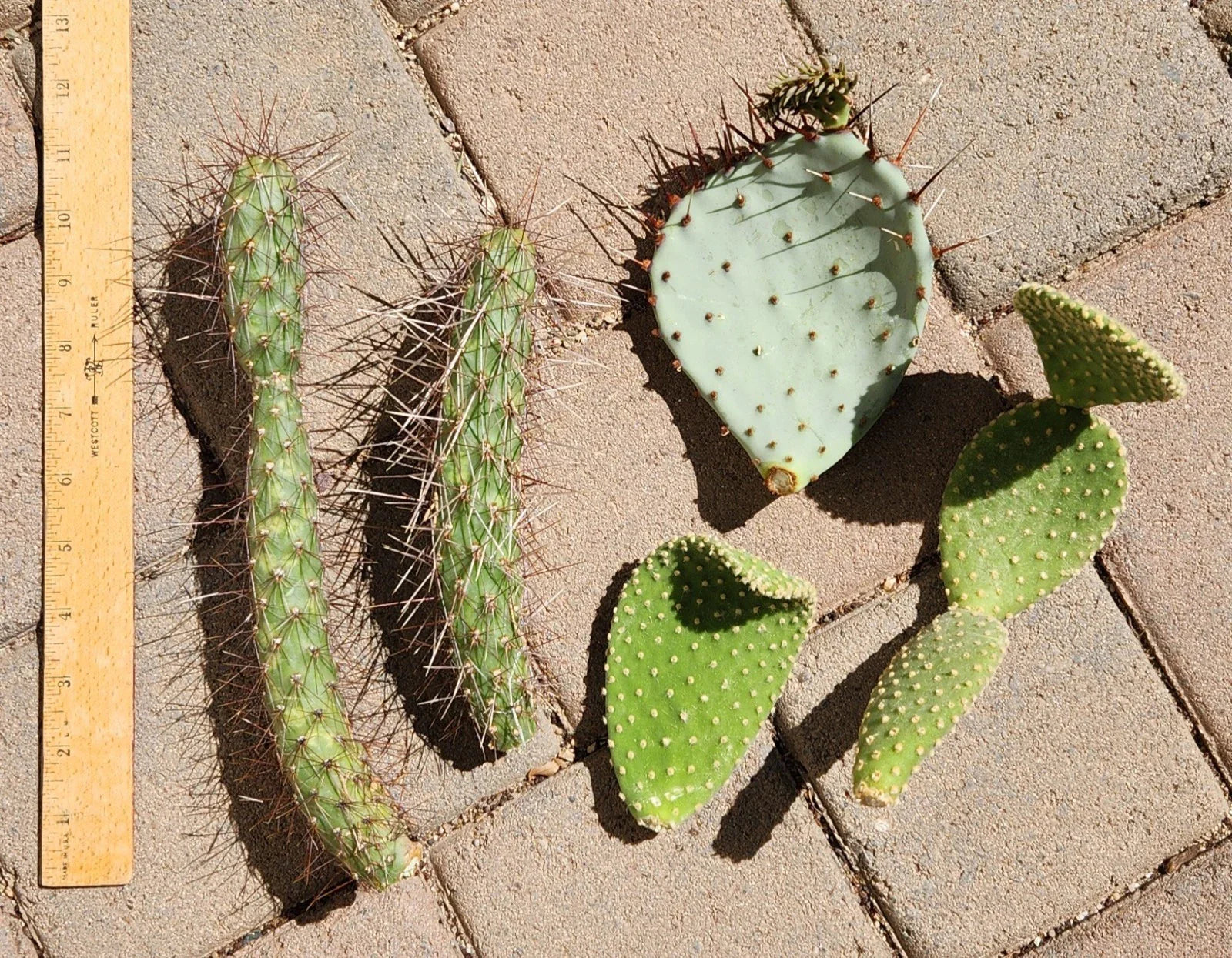 Opuntia Microdasys Cactus Cutting Lot | Cylindropuntia Campii | Succulent Plant Segments for Propagation