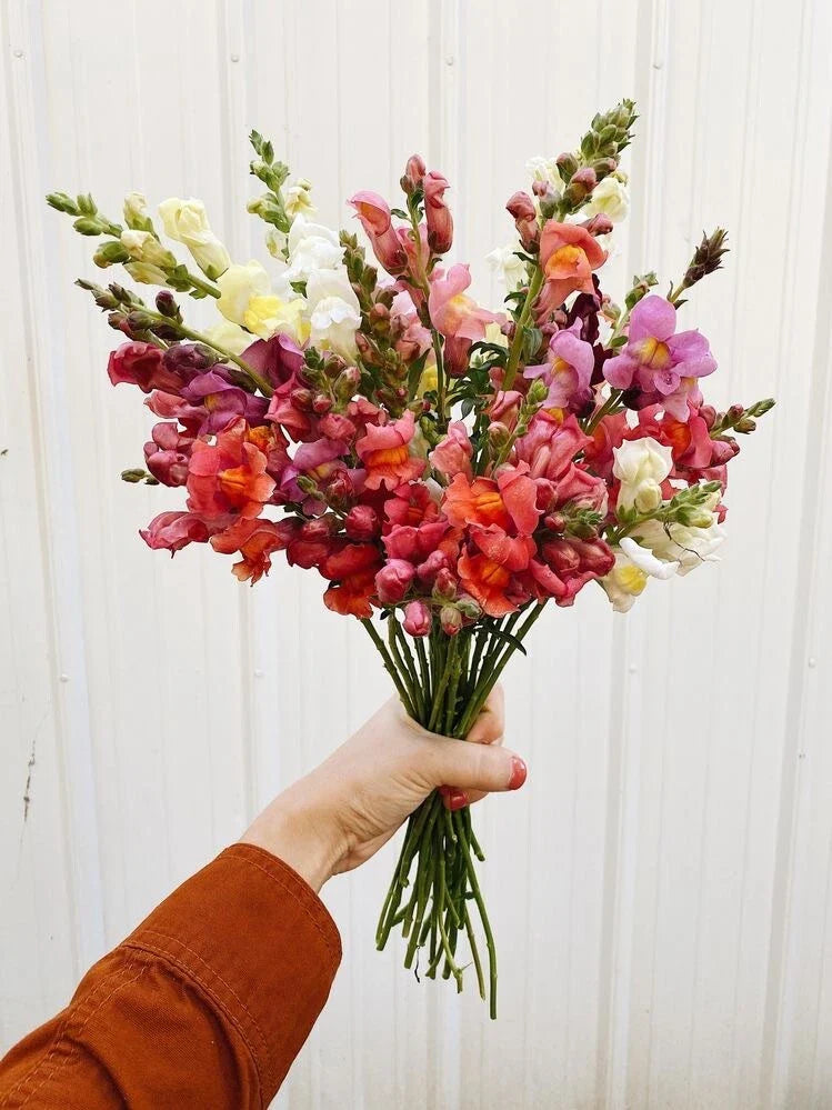 Snapdragon Seeds Tall Mix - 100 Organic Flower Seeds for Butterfly & Bee Garden - Antirrhinum majus
