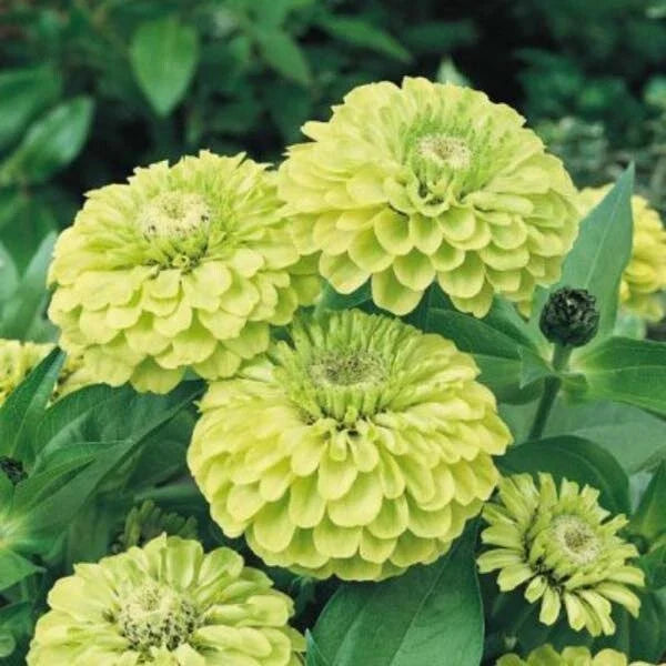 Envy Zinnia Seeds - 100+ Pack for Garden Planting - Zinnia elegans - USA Grown - Free Shipping