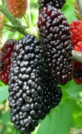 Red Mulberry Fruit Tree 1' Live Seedling Morus Rubra Bare Root USA