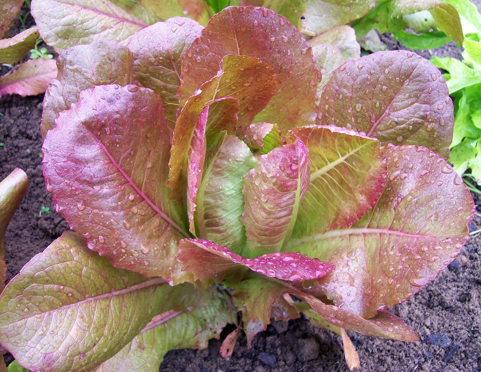 Lettuce Seeds - Rouge De Hiver Variety - Fresh Seed for Home Garden - Lactuca sativa
