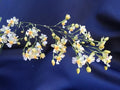 Miniature Orchid Oncidium Twinkle 'Fantasy' 2.5" Pot Plant